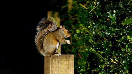 squirrel on a fence