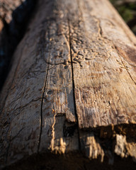 Baumstamm mit Holzwurmfraß