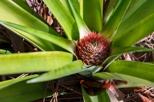 Pineapple Plant Beginning To Set Fruit In Home Garden