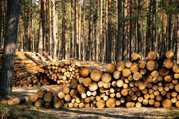 Deforestation - wood logs in daylight