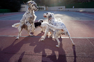 Dogs playing in the park