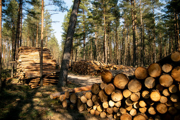 Deforestation - wood logs in daylight