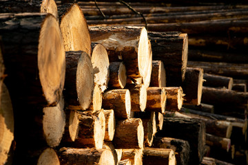 Deforestation - wood logs in daylight