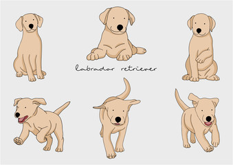 Vector Illustration of Dog, Labrador Retriever 