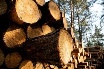 Deforestation - wood logs in daylight