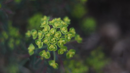 fleur, nature, vert, plante, rose, jardin, printemps, blanc, fleures, flore, gros plan, été, feuille, macro, arbre, fleurir, lilas, brousse, mauve, rouge, naturel, sauvage, champ