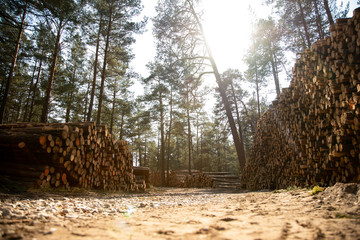 Deforestation - wood logs in daylight