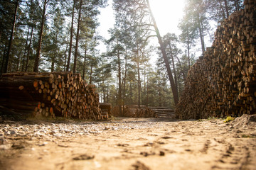 Deforestation - wood logs in daylight