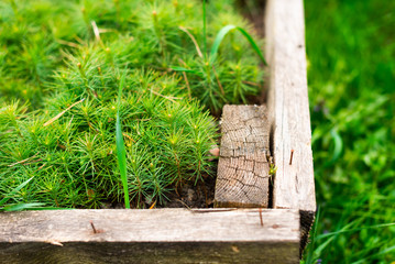 seedlings of small pine in wooden beds