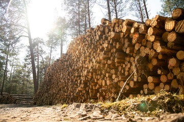 Deforestation - wood logs in daylight