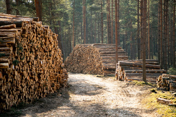 Deforestation - wood logs in daylight