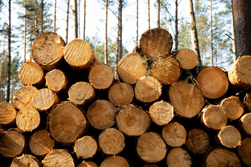 Deforestation - wood logs in daylight