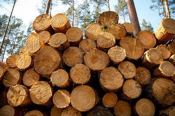 Deforestation - wood logs in daylight