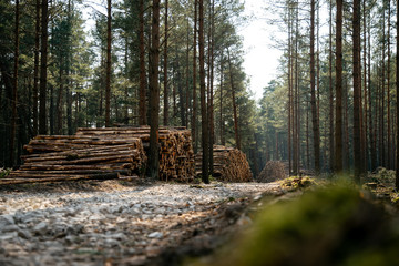 Deforestation - wood logs in daylight