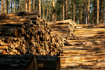 Deforestation - wood logs in daylight
