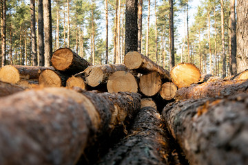Deforestation - wood logs in daylight