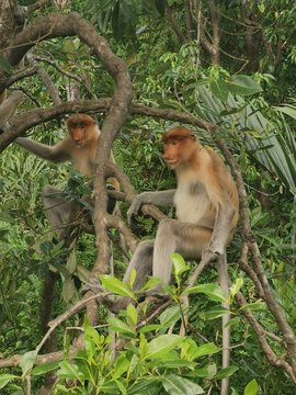 Mono narigudo, Borneo , Malasia.