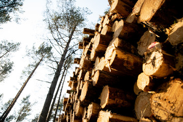 Deforestation - wood logs in daylight