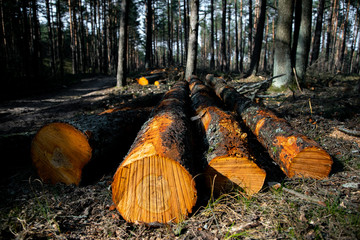 Deforestation - wood logs in daylight