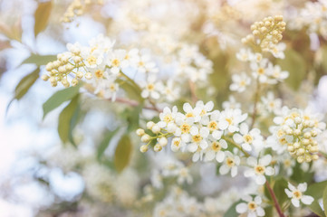 White flowers of bird cherry tree in spring