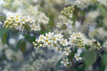 White flowers of bird cherry tree in spring