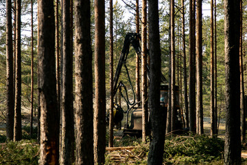 Deforestation - wood logs in daylight