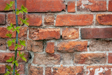 Fragment of an old brickwork closeup. Potholes and defects of red brick. Branches of bush bushes with green leaves on a wall background.