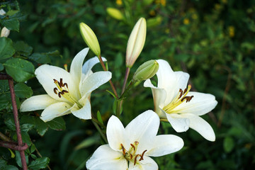 Obraz na płótnie Canvas beautiful white lilies in the garden after rain