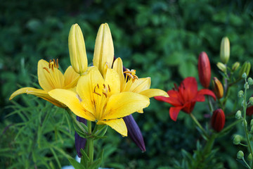 Obraz premium beautiful yellow lilies in the garden after rain