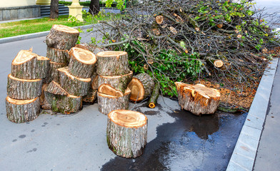 Freshly sawn logs and branches on the asphalt road