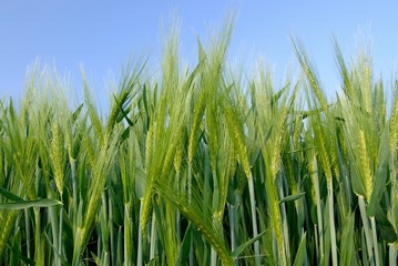 Champ d'escourgeon stade épiaison