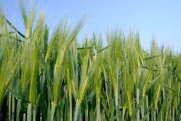 Champ d'escourgeon stade épiaison