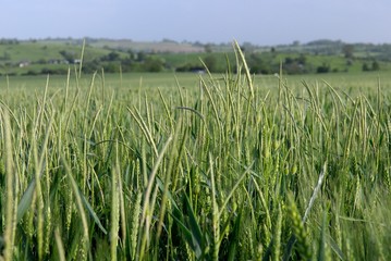 Champ de blé stade épiaison avec présence de graminés et lupins des champs