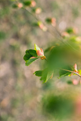 close up of green leaves on a branch on green background