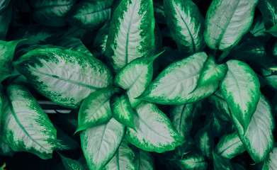 Fototapeta na wymiar Green leaf and plants. Background. Dark green