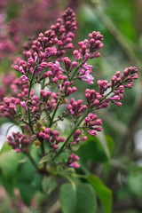 Lilac flowers on a branch on a green background in the garden in spring, Lilac blossom in the garden