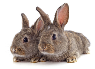 Two beautiful rabbits.
