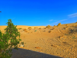 sand dune in desert of Algeria