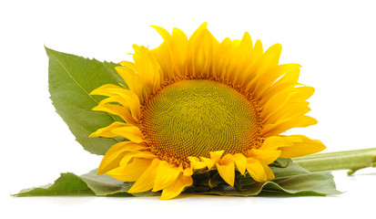 Obraz premium Sunflower with seeds.