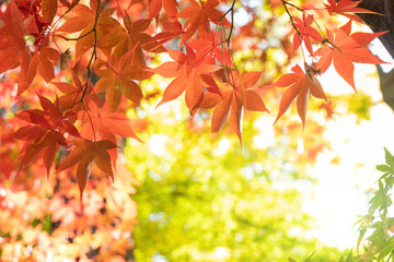 黄色く色づいたモミジを背景に真っ赤に染まった紅葉の葉