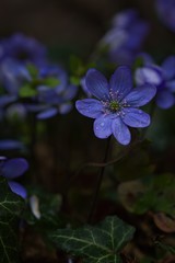 Eine Gruppe lila Leberbl&uuml;mchen im Fr&uuml;hling am Abend in der D&auml;mmerung, Hepatica nobilis
