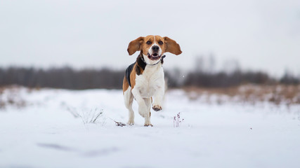 Portrait of a Beagle dog at walk in winter