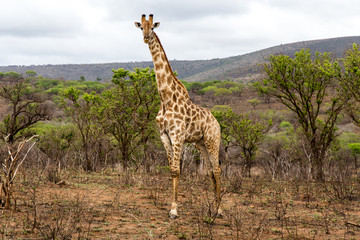 African giraffe grazing through a wilderness setting in a game park, with storm clouds visible in the distance.
