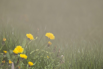 yellow dandelions on green grass