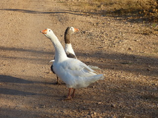 photos d'oiseaux , les  canards blancs