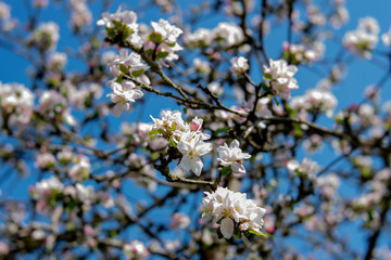 apple tree blossom against a blue sky