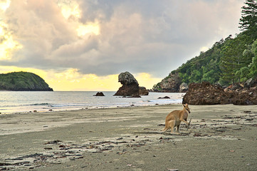 Fototapeta na wymiar Kangaroo during sunrise at Cape Hillsborough on the beach