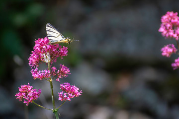 Iphiclides feisthamelii a beautiful butterfly