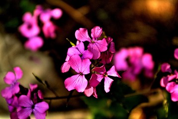 pink flowers in the garden