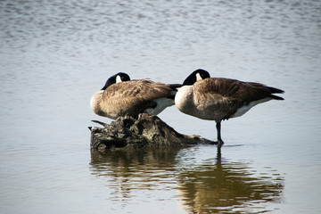 canada goose branta canadensis
